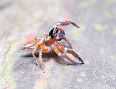 Thiania