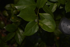 Cryptocarya triplinervis