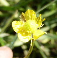 Ranunculus multifidus