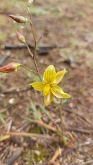 Cyanella lutea
