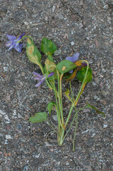 Puccinia violae