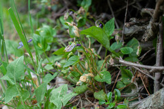 Puccinia violae
