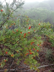 Osyris lanceolata