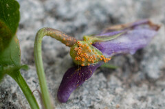 Puccinia violae