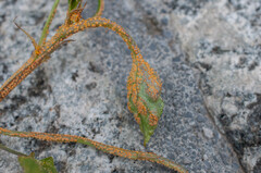 Puccinia violae