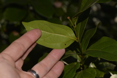 Cryptocarya triplinervis