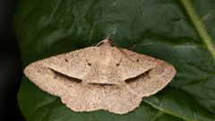 Isturgia penthearia