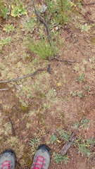 Cyanella lutea
