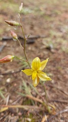 Cyanella lutea
