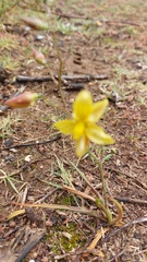 Cyanella lutea