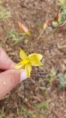 Cyanella lutea