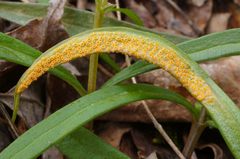 Puccinia mariae-wilsoniae