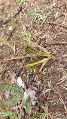 Cyanella lutea