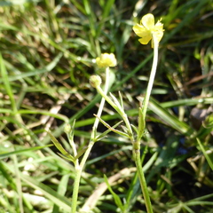 Ranunculus multifidus