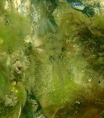 Sepioteuthis australis