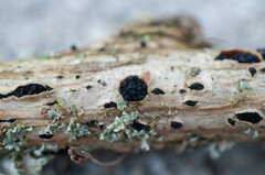 Cucurbitaria berberidis