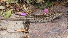 Trachylepis capensis