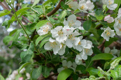 Malus floribunda