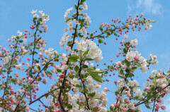 Malus floribunda
