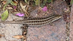 Trachylepis capensis