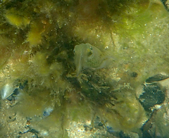 Sepioteuthis australis