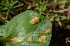 Puccinia violae