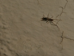 Hubbardia pentapeltis