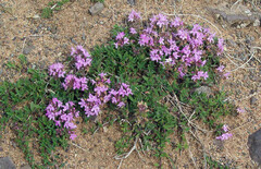 Thymus gobicus