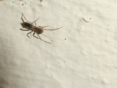 Hubbardia pentapeltis