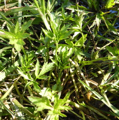 Ranunculus multifidus