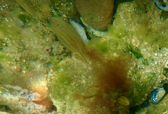 Sepioteuthis australis