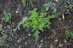 Peronospora arborescens
