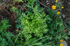 Peronospora arborescens