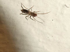 Hubbardia pentapeltis