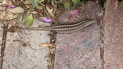 Trachylepis capensis