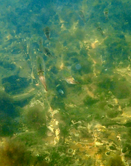 Sepioteuthis australis