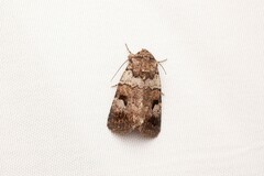 Thoracolopha flexirena