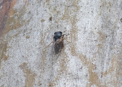 Birrima castanea