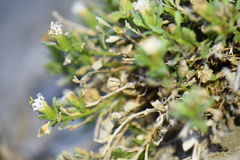 Perityle bisetosa scalaris