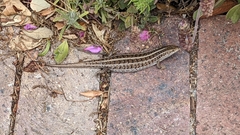 Trachylepis capensis