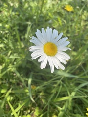 Leucanthemum vulgare