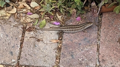 Trachylepis capensis