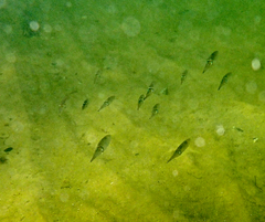 Sepioteuthis australis