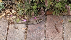 Trachylepis capensis