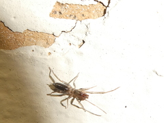 Hubbardia pentapeltis