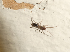 Hubbardia pentapeltis