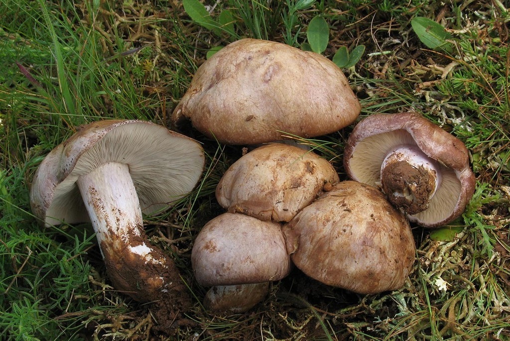 Asproinocybaceae