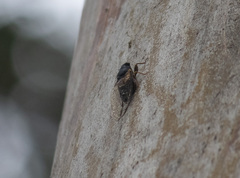 Birrima castanea