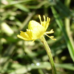 Ranunculus multifidus