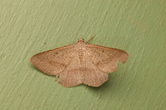 Isturgia penthearia